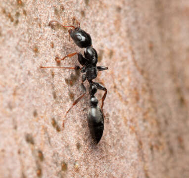 Image of Tetraponera punctulata Smith 1877