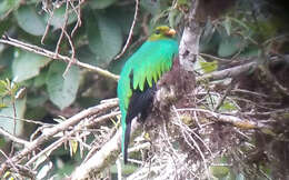 Image de Quetzal doré