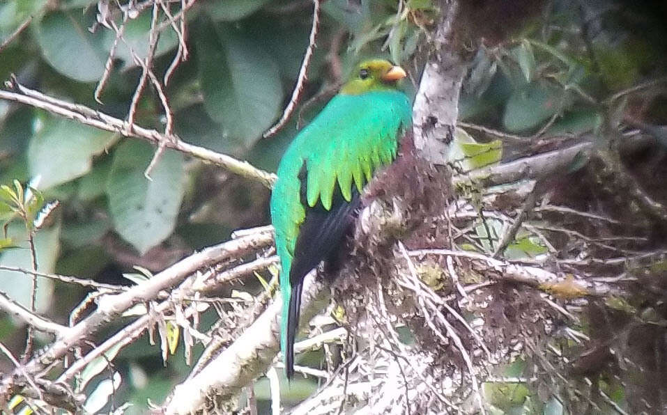 Image of Golden-headed Quetzal