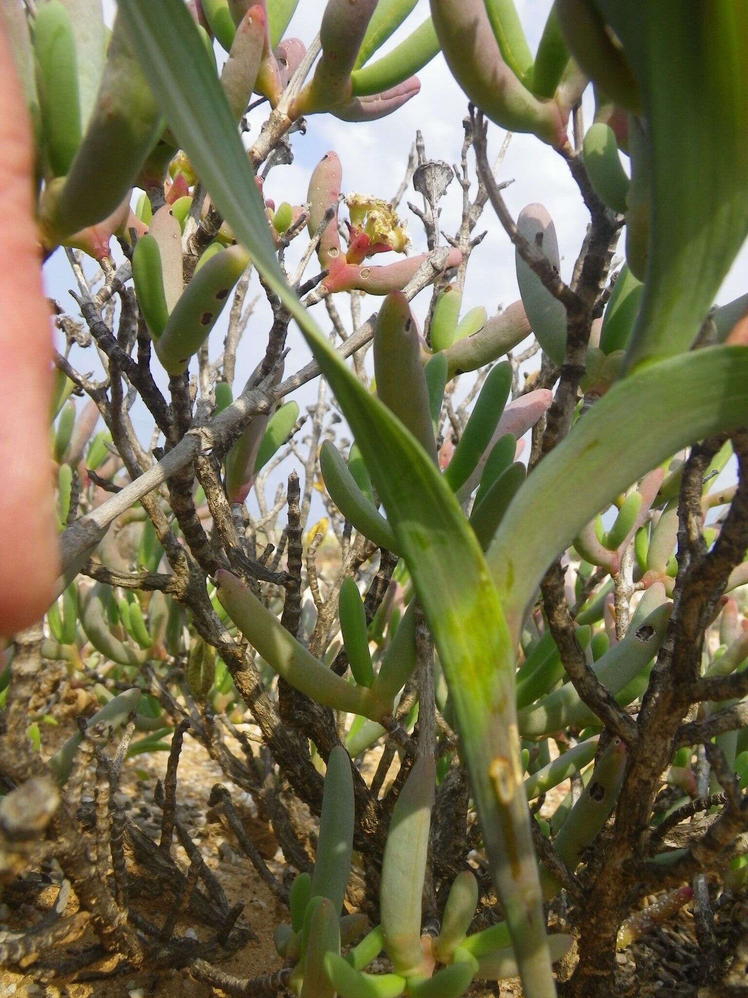 Image of Moraea knersvlaktensis Goldblatt