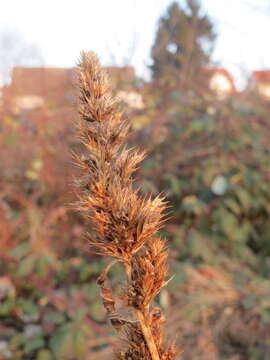 Image of redroot amaranth