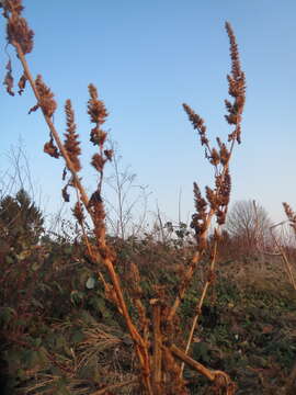 Image of redroot amaranth