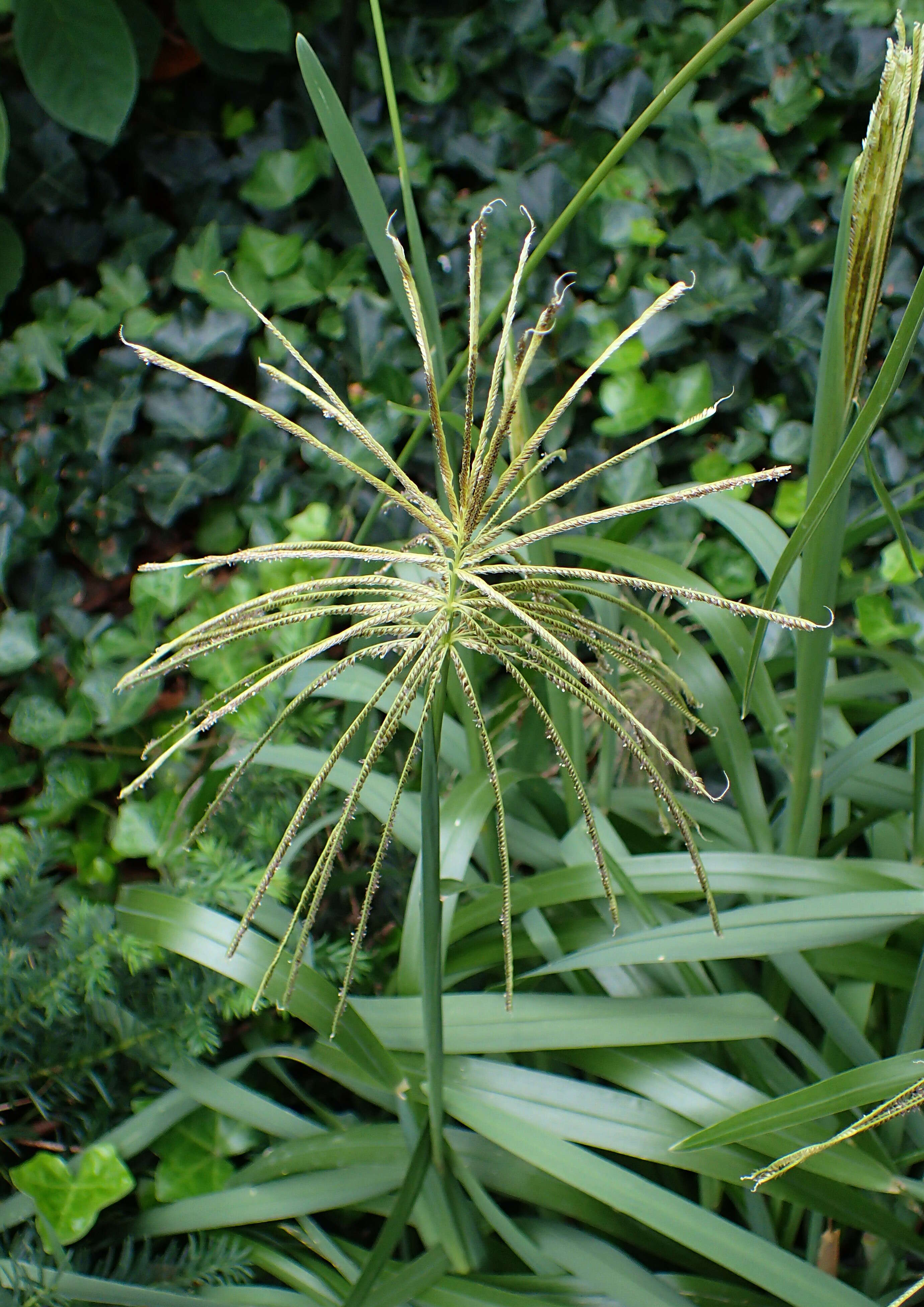 Image of feather fingergrass