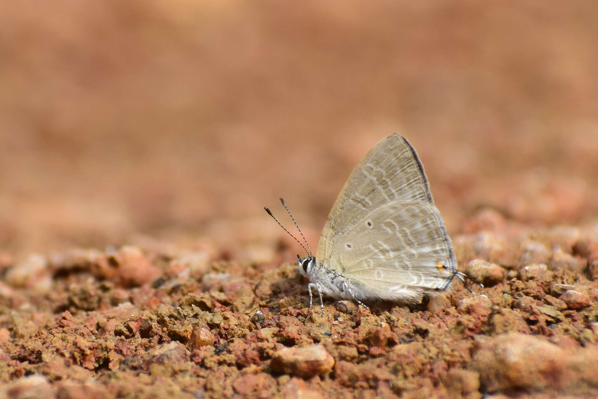 Imagem de Catochrysops