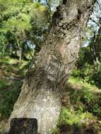 Image of Erythroxylum guatemalense Lundell