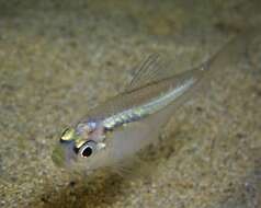 Image of Port Jackson glassfish