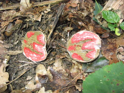 Image of octopus stinkhorn