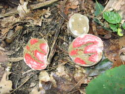 Image of octopus stinkhorn