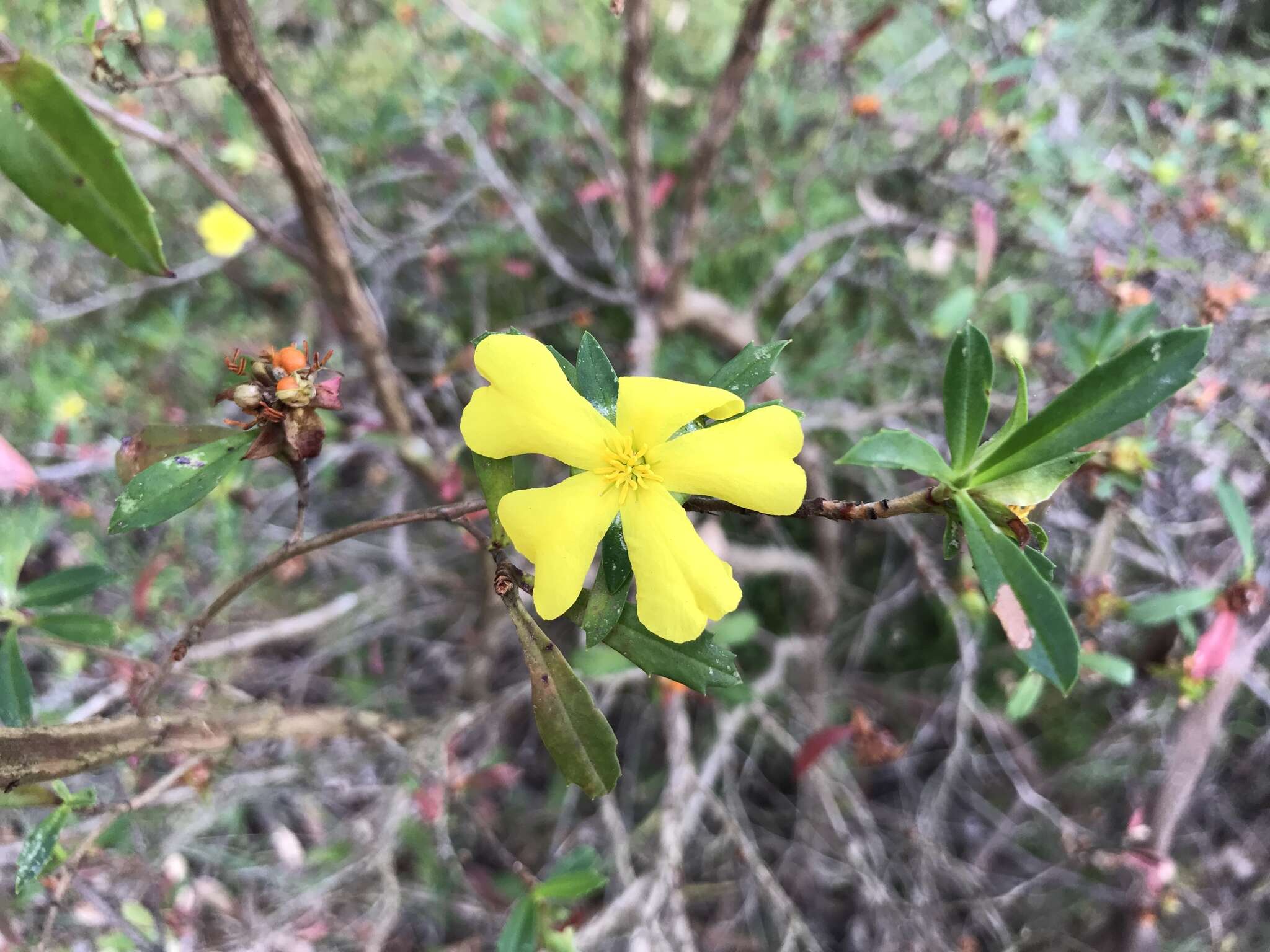 Image of Hibbertia cuneiformis (Labill.) Smith