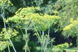 Image of dill