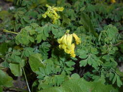 Image of yellow corydalis