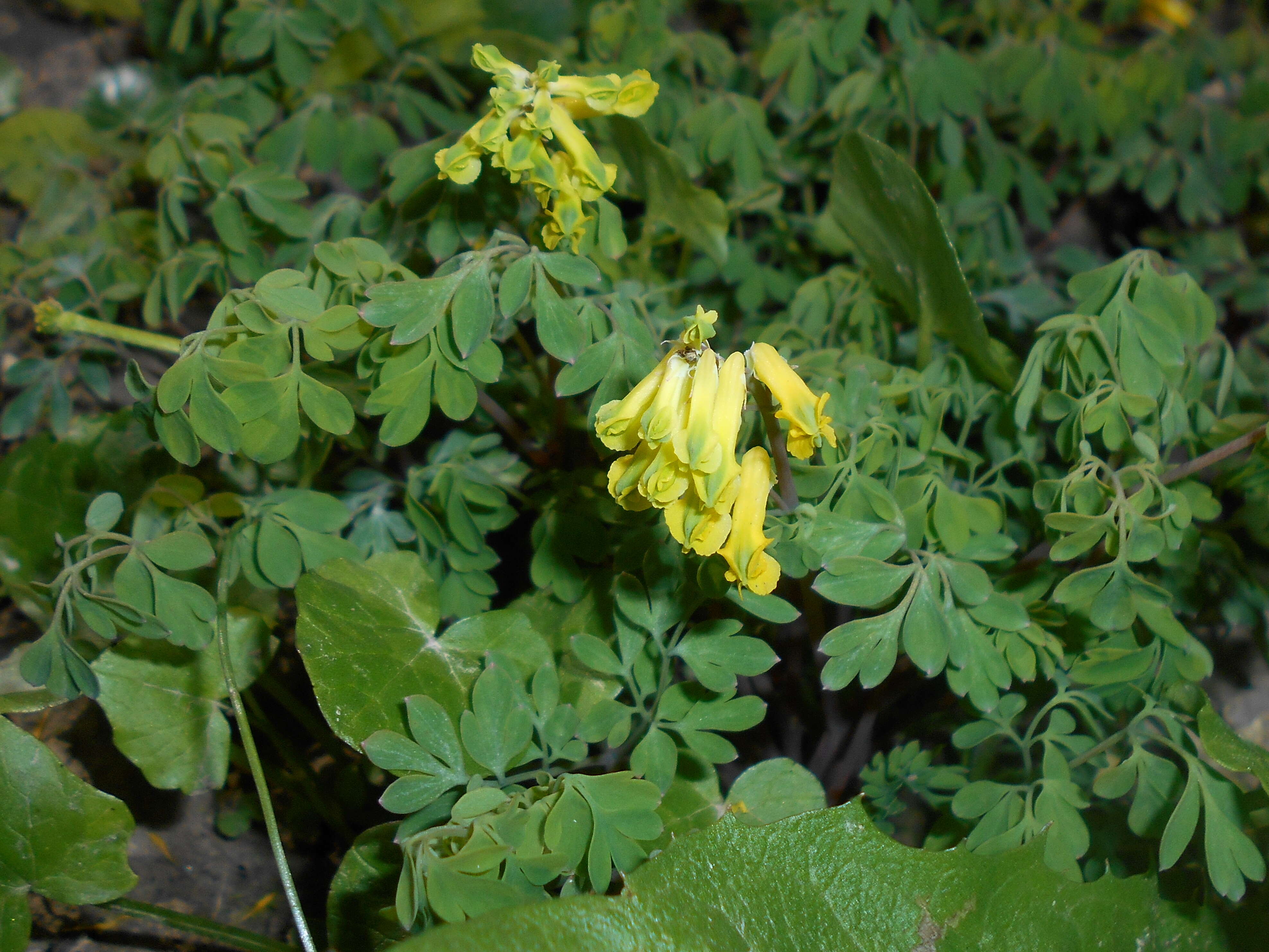 Image of yellow corydalis