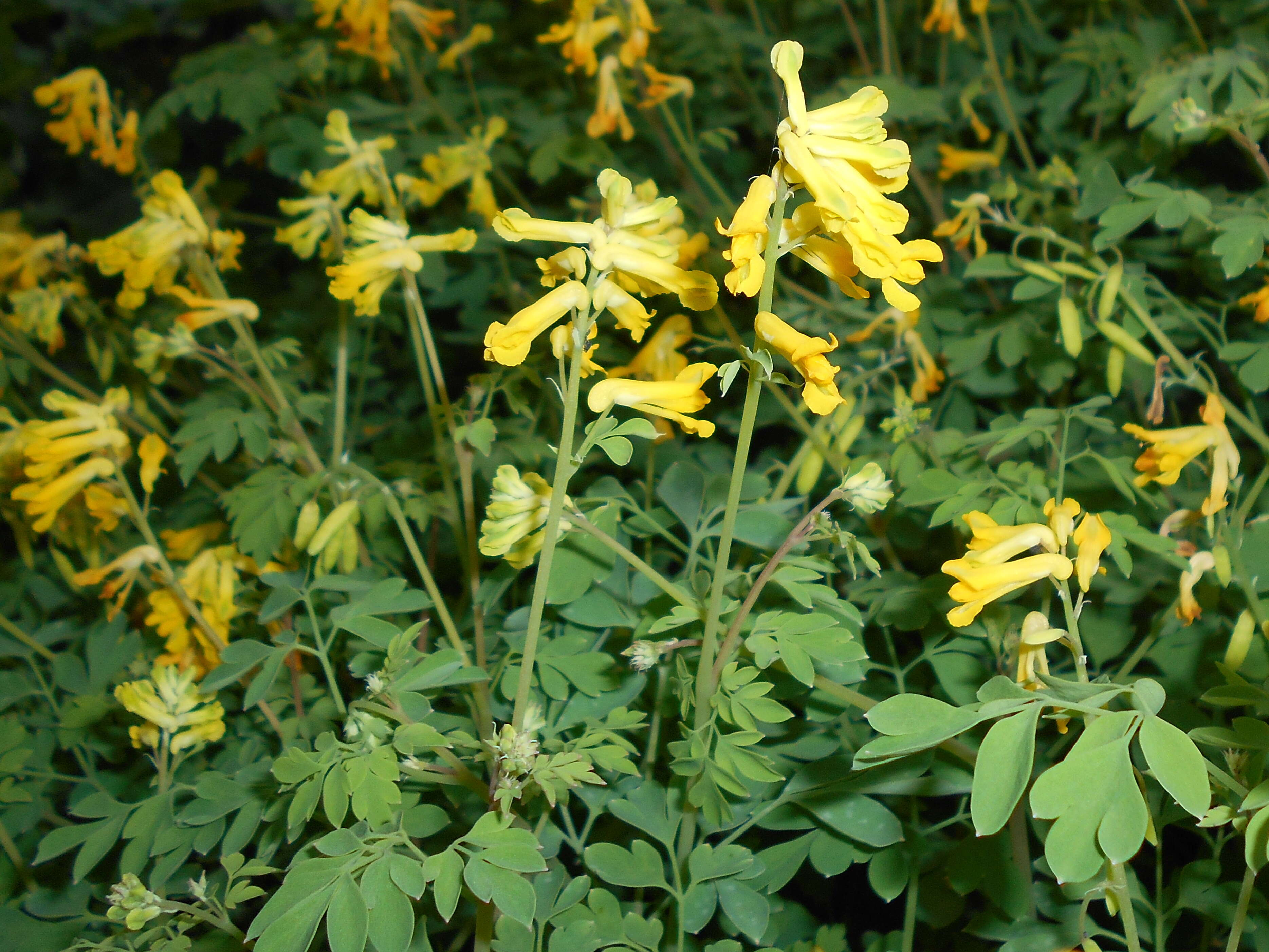 Plancia ëd Pseudofumaria lutea (L.) Borkh.