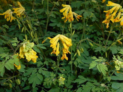 Image of yellow corydalis