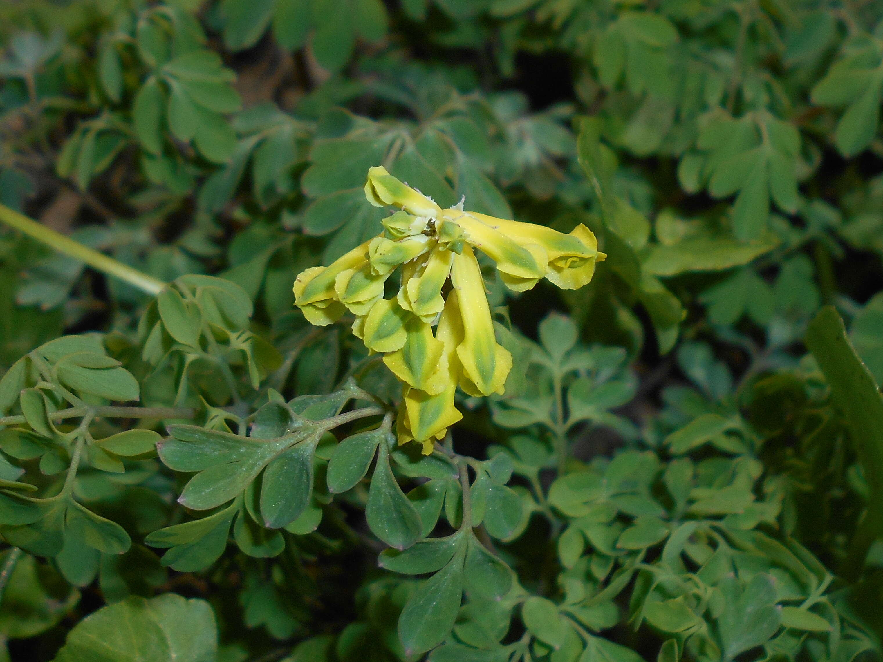 Imagem de Pseudofumaria lutea (L.) Borkh.