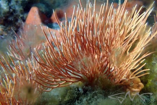 Image of Sphaerokodisis australis (Thomson & Mackinnon 1911)