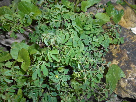 Image of yellow corydalis