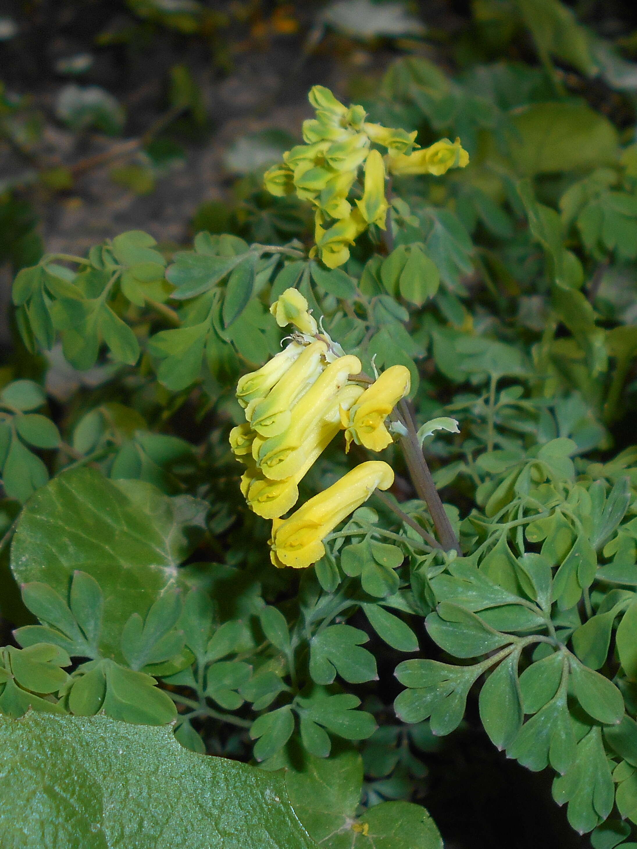 Image of yellow corydalis