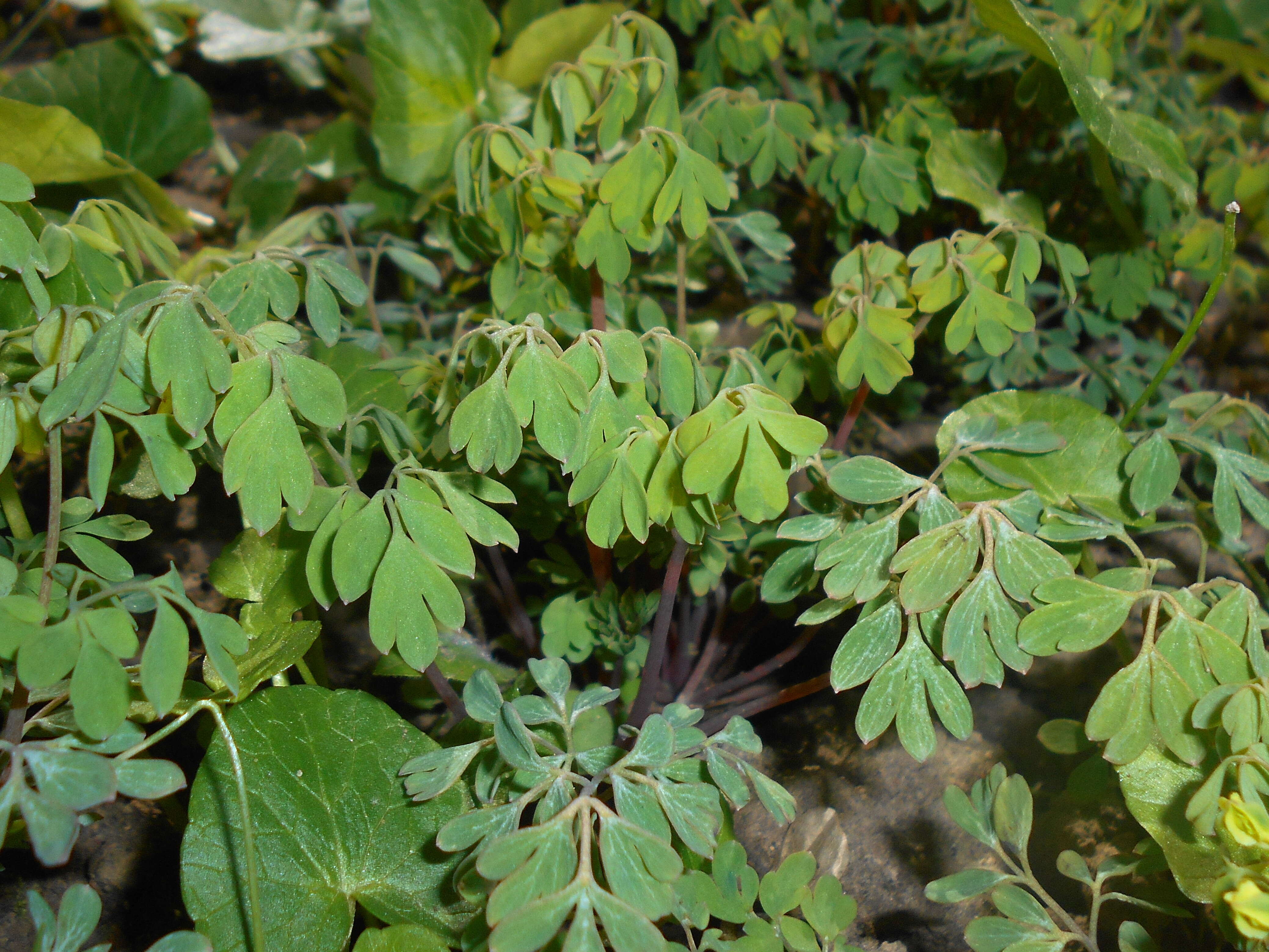 Image of yellow corydalis