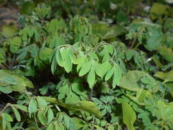 Image of yellow corydalis