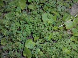 Image of yellow corydalis