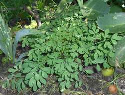 Image of yellow corydalis