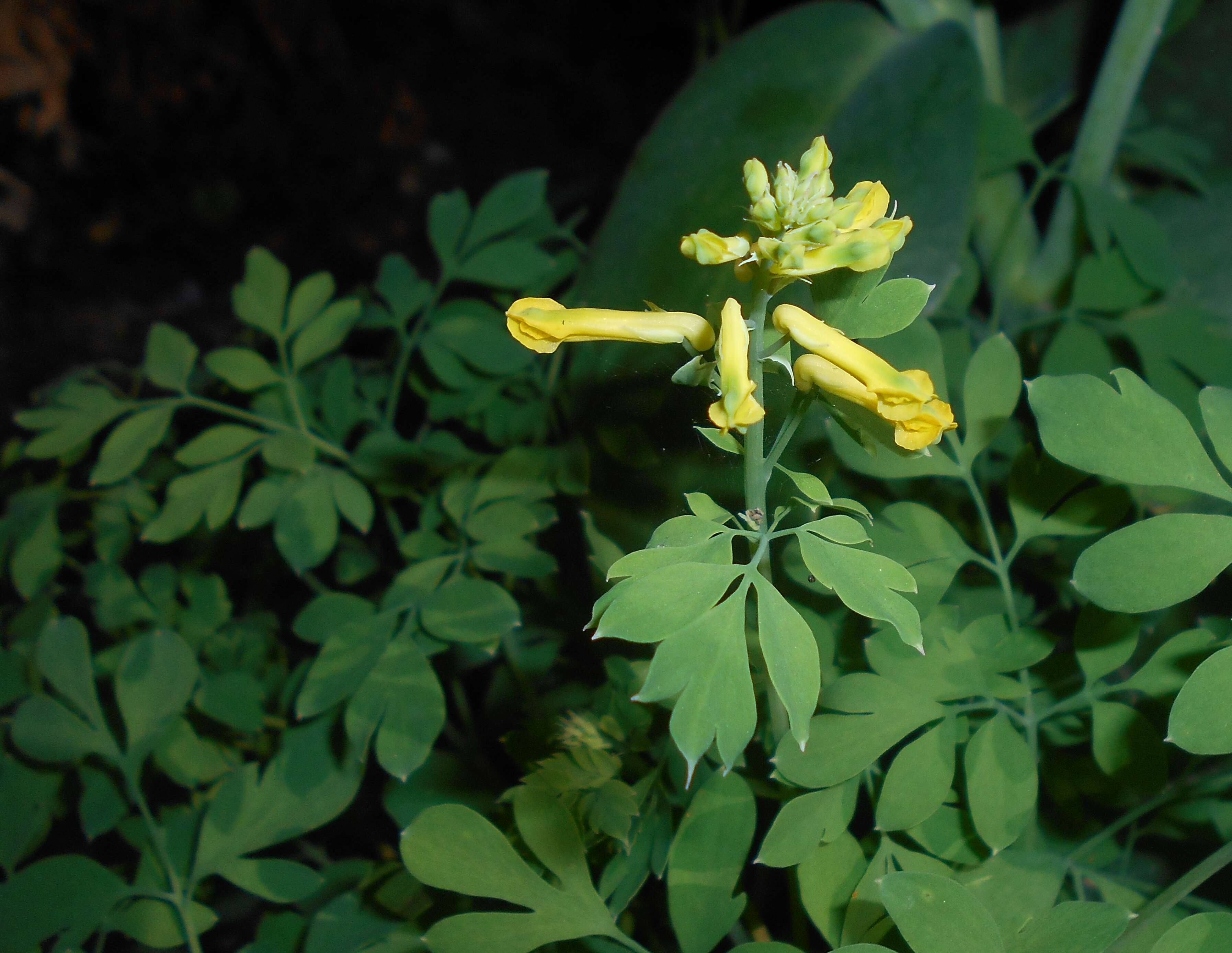 Image of yellow corydalis