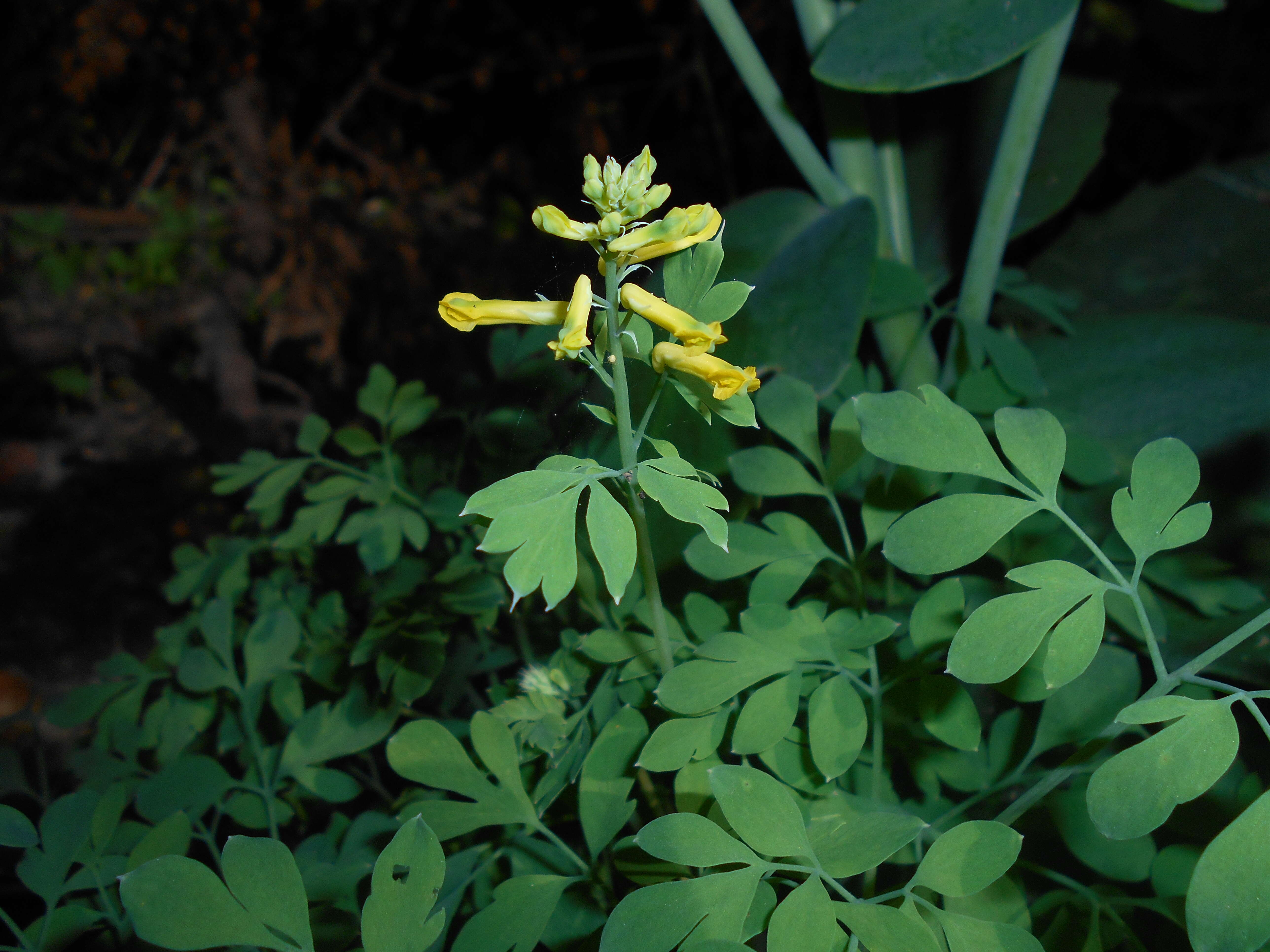 Imagem de Pseudofumaria lutea (L.) Borkh.