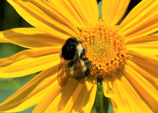 Image of Bombus weisi Friese 1903