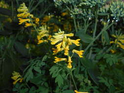 Image of yellow corydalis