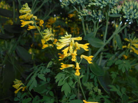 Image of yellow corydalis