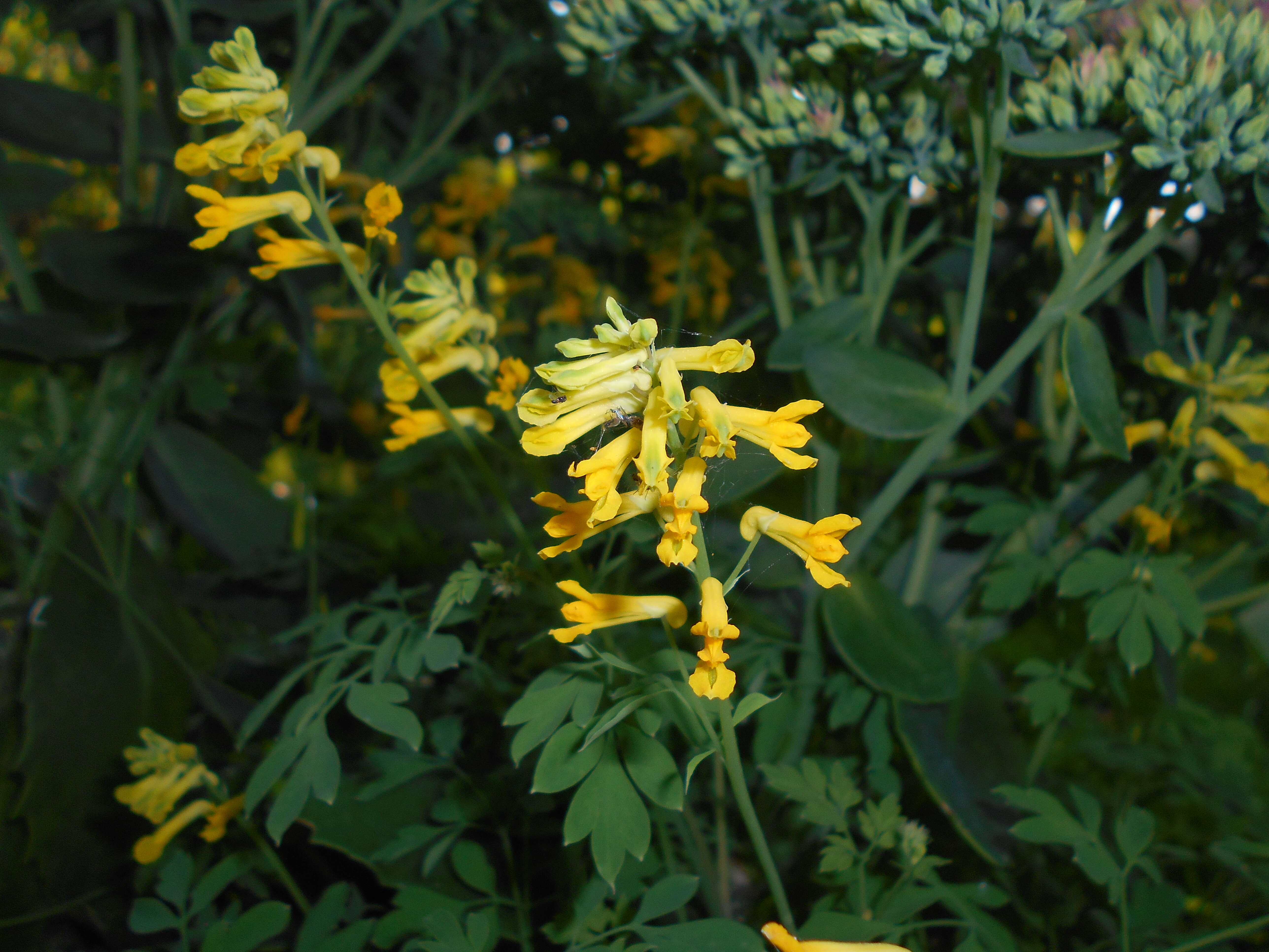 Image of yellow corydalis