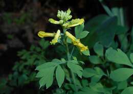 Image of yellow corydalis