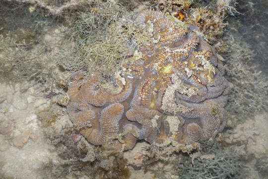 Image of Greater Brain Coral