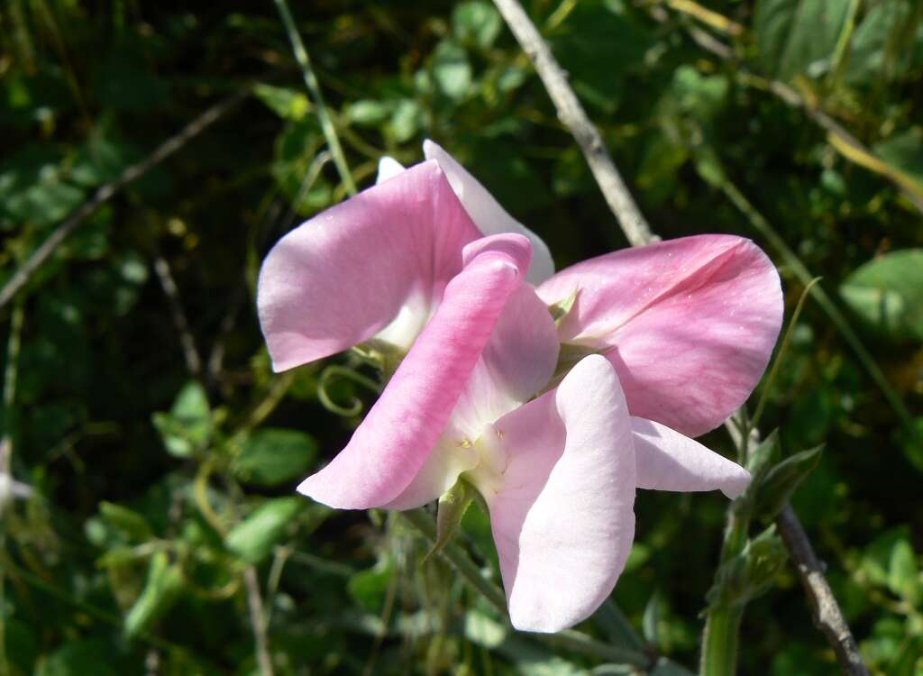 Image of Sweet Pea