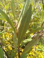 Image of Baccharis punctulata DC.