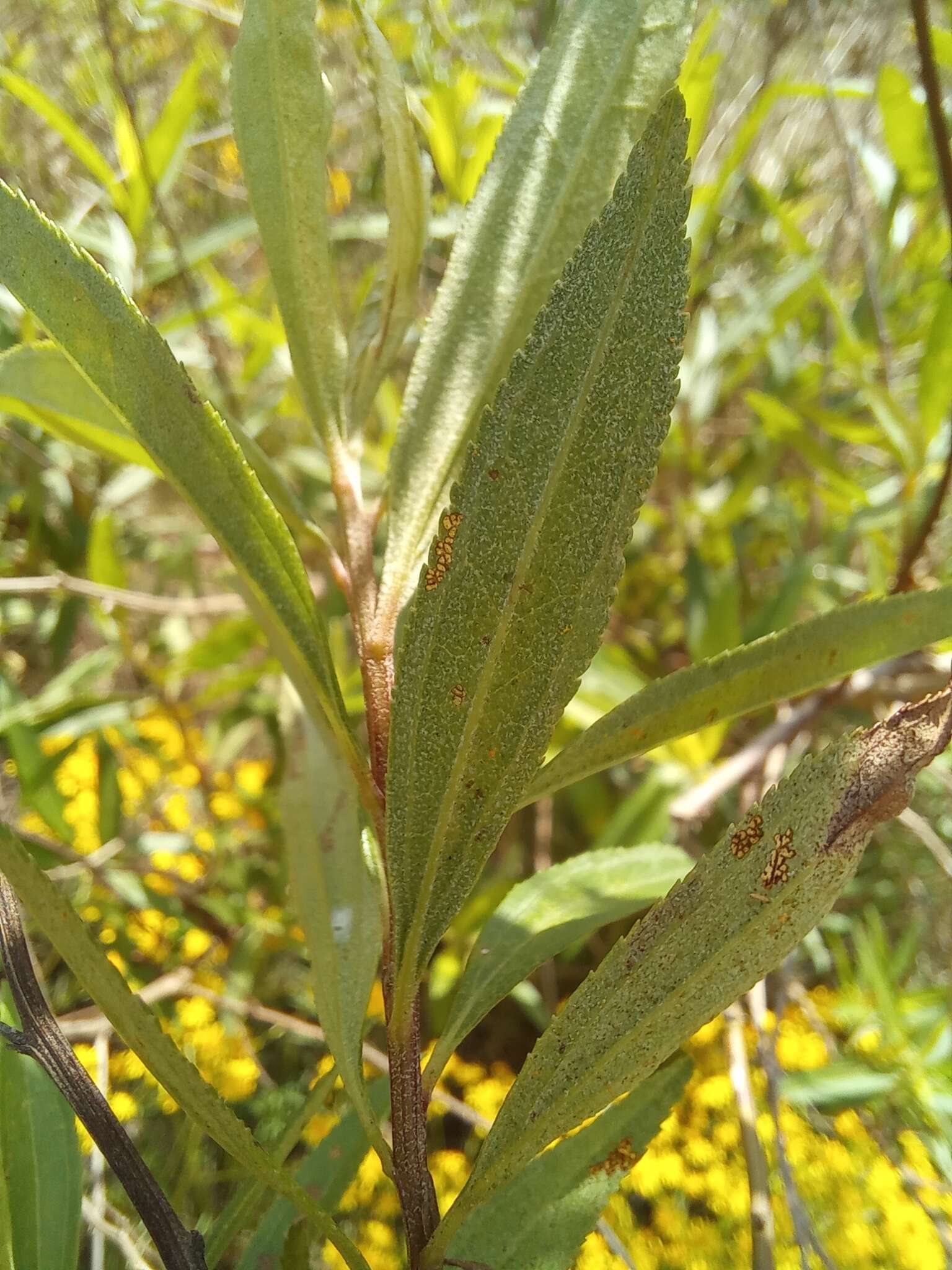 Image of Baccharis punctulata DC.