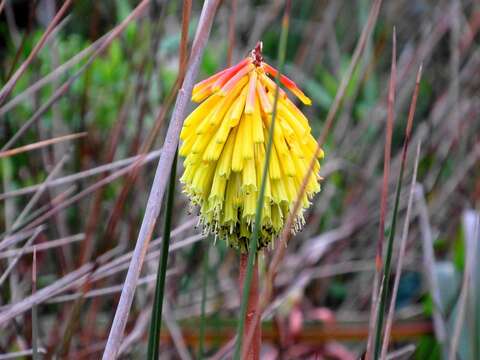 Image de Kniphofia littoralis Codd