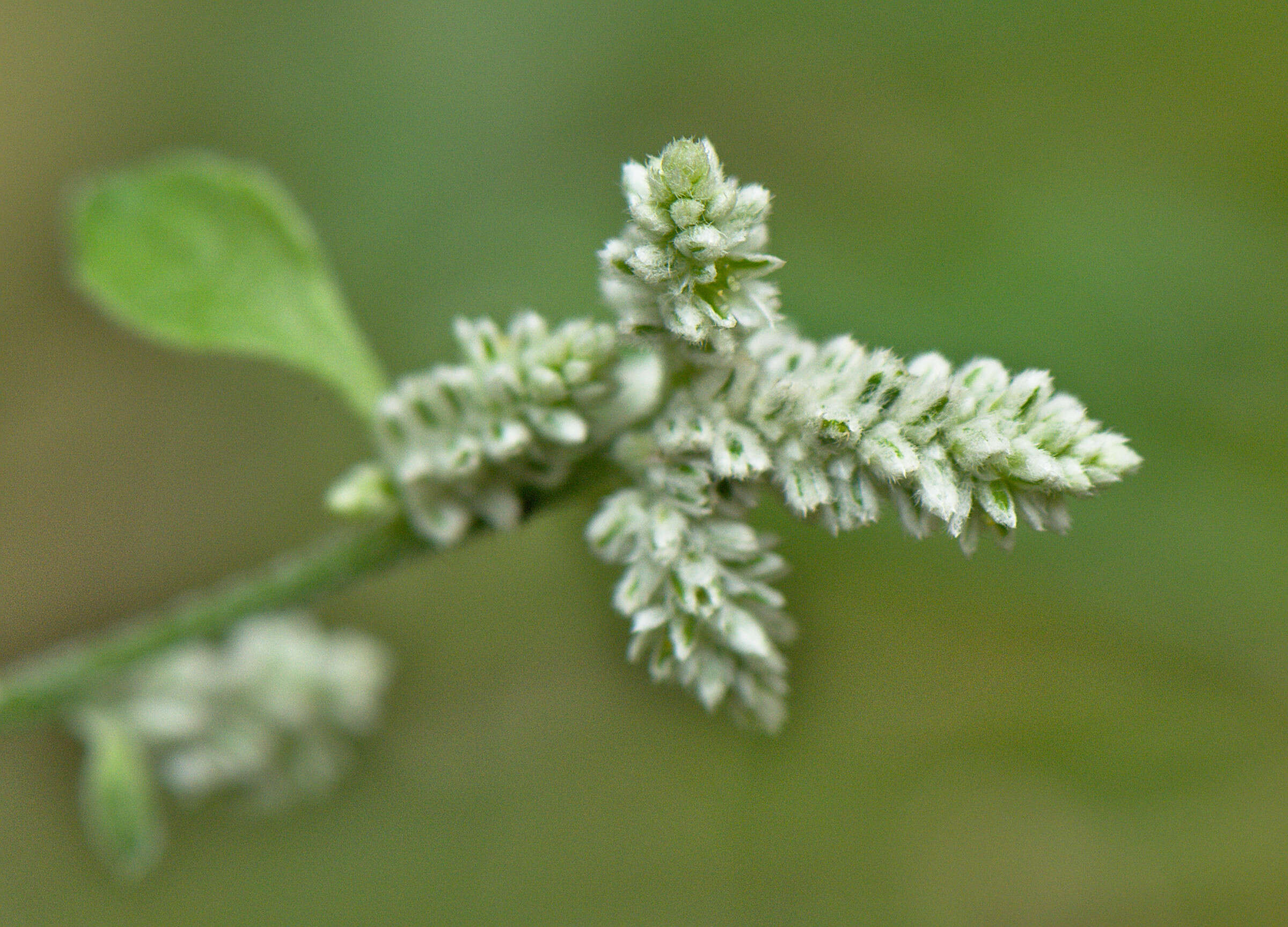 Imagem de Aerva lanata (L.) Juss.