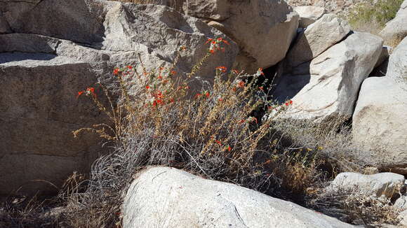 Imagem de Epilobium canum subsp. latifolium (Hook.) P. H. Raven