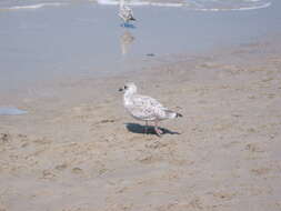 Image of European Herring Gull