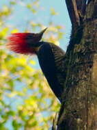 Image of Helmeted Woodpecker