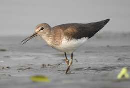 Image of Green Sandpiper