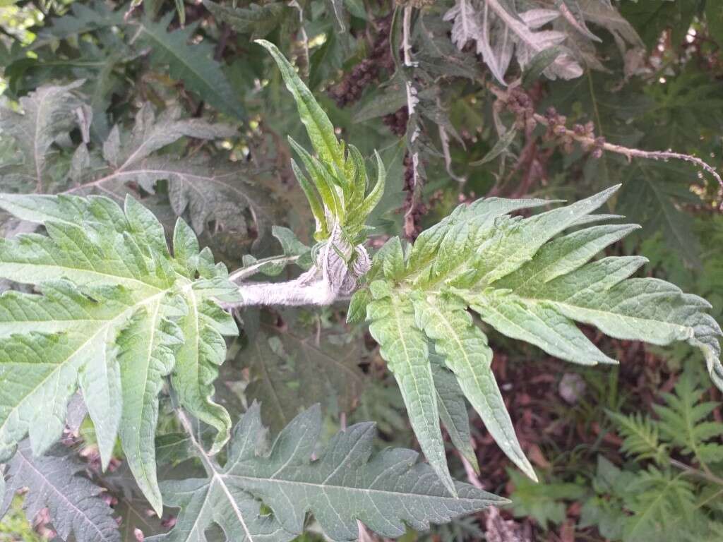 Image of Ambrosia arborescens Mill.