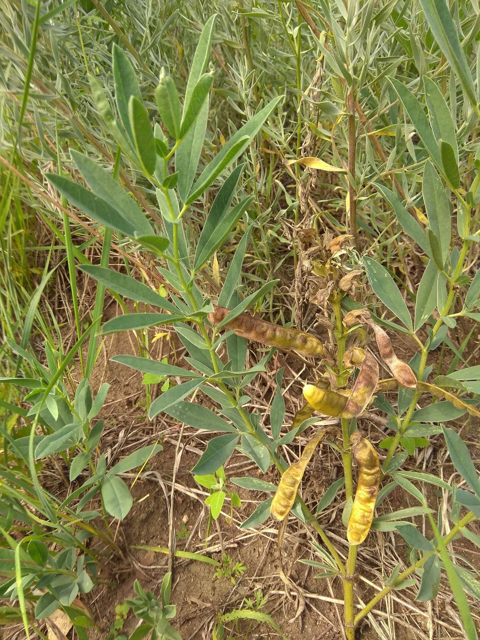 Слика од Thermopsis lanceolata R. Br.