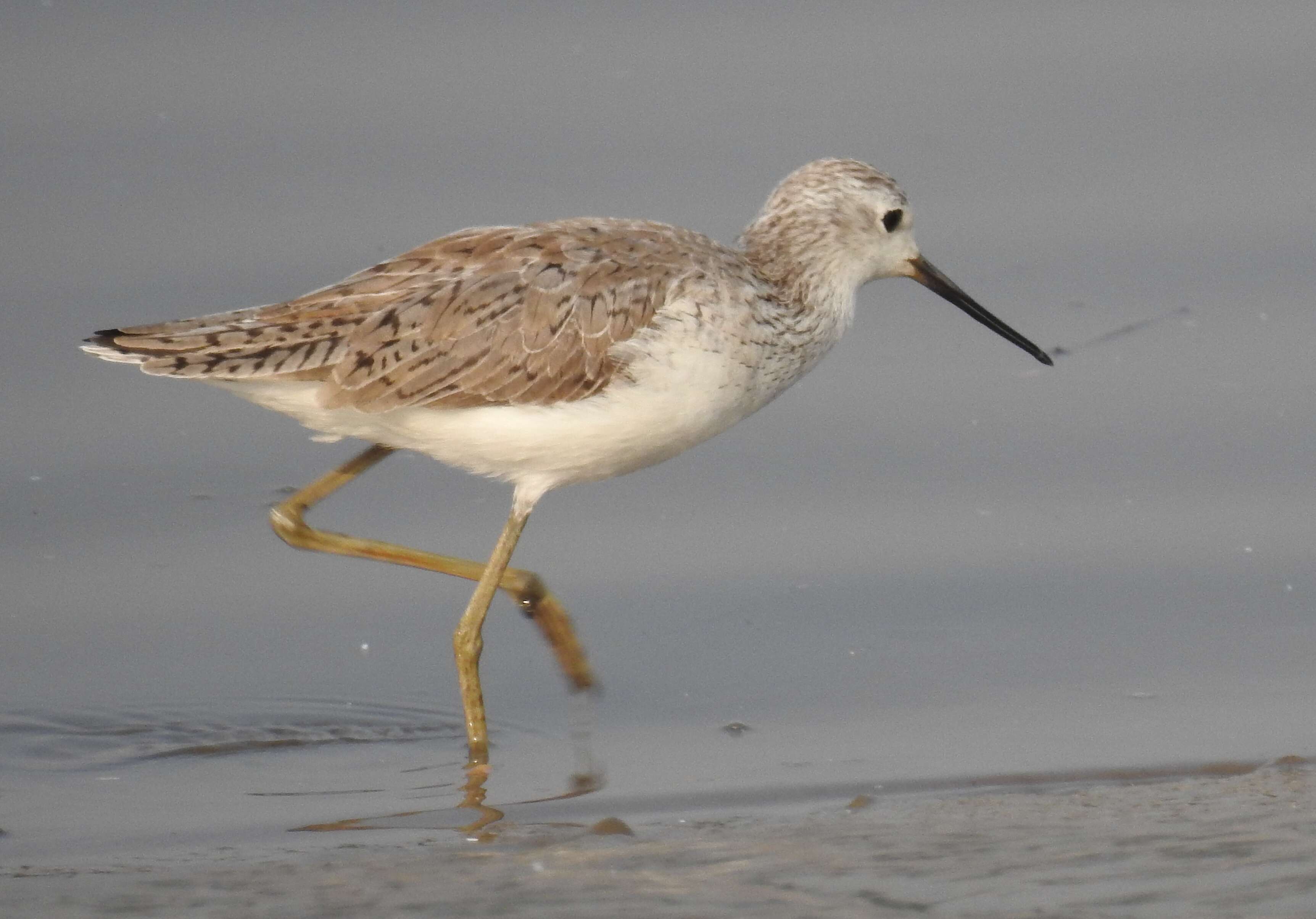 Image of Marsh Sandpiper