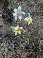 Image of Freesia andersoniae L. Bolus