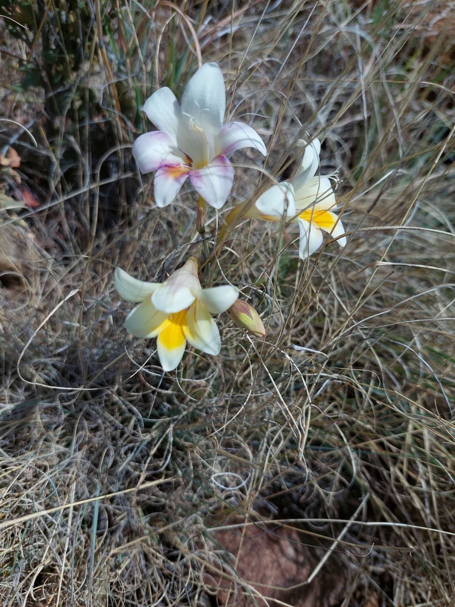 Image of Freesia andersoniae L. Bolus