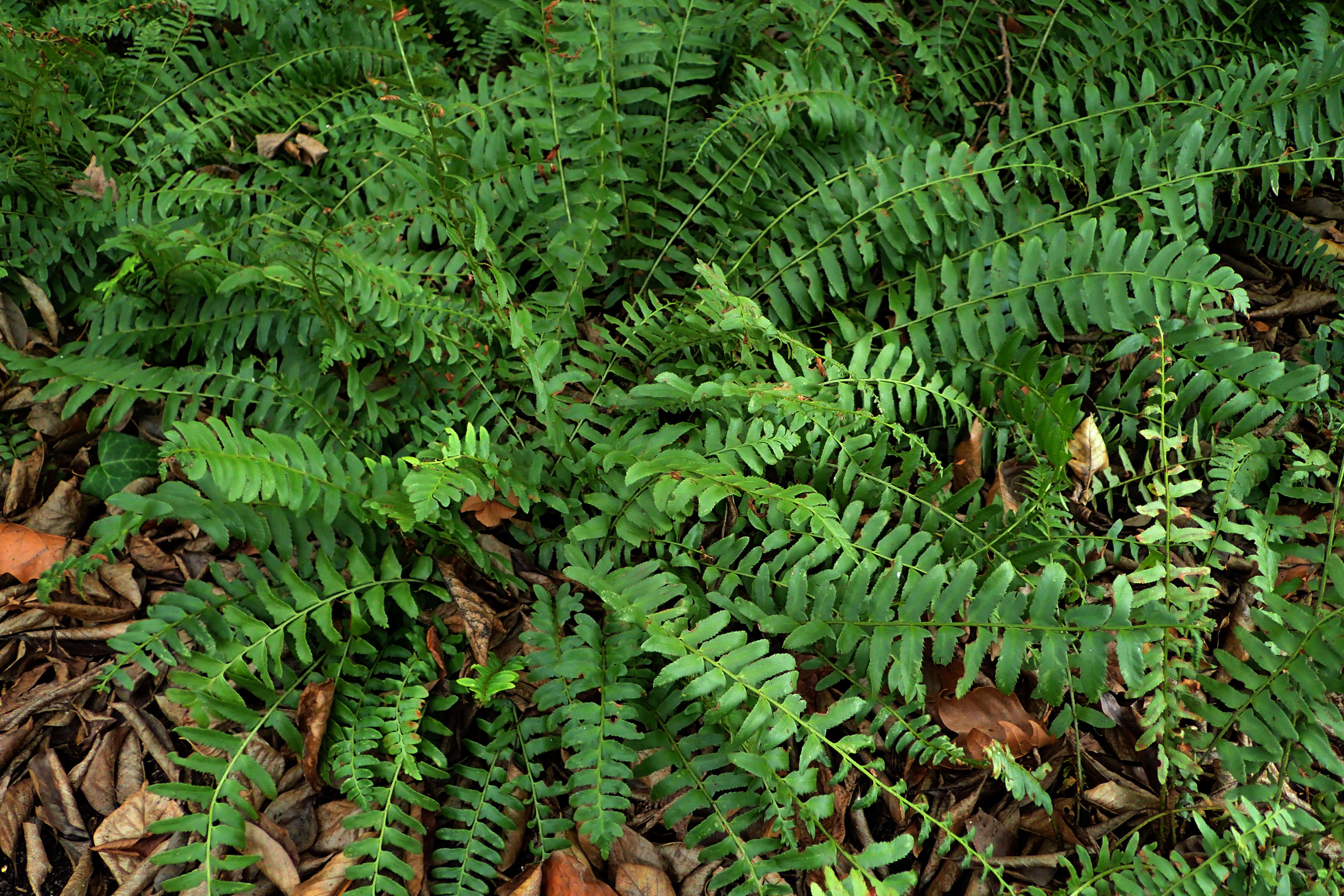 Plancia ëd Polystichum acrostichoides (Michx.) Schott