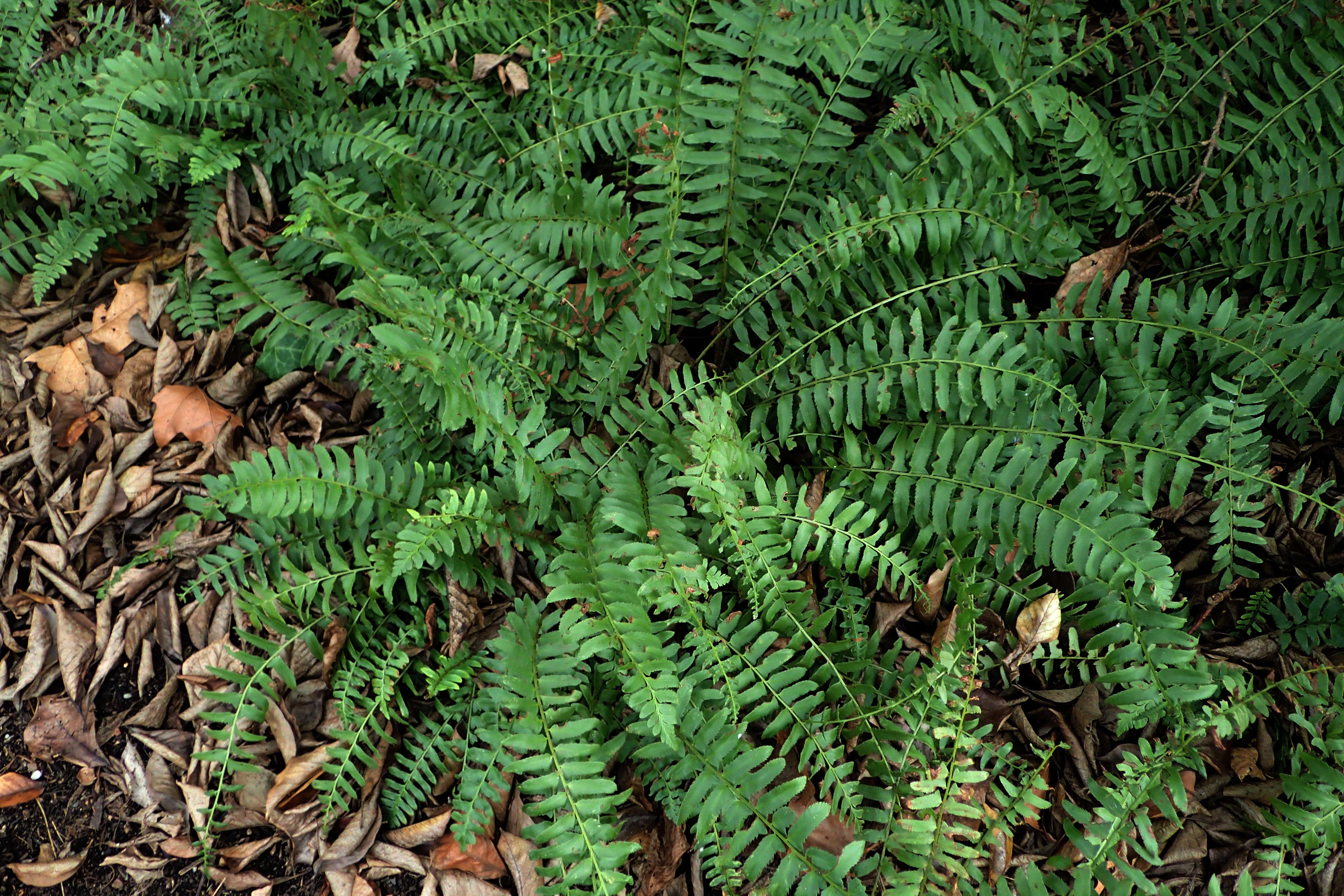 Image of Christmas fern